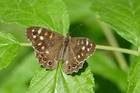 Macro photo of brown Butterfly