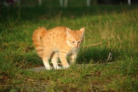 frolicking red kitten