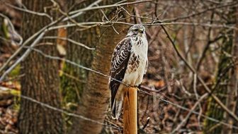 perched common buzzard