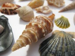 Mussels shells collection
