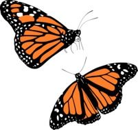 drawing of two monarch butterflies