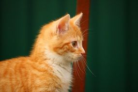 profile portrait of a red kitten