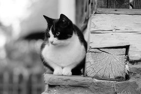 black and white photo of a kitten near a wooden house