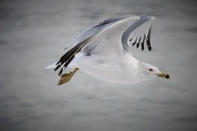 Flying white bird