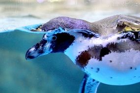 cute lovely Penguin Species