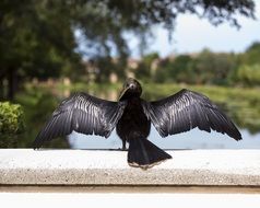 black bird taking flight