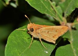 fiery skipper on a green leaf