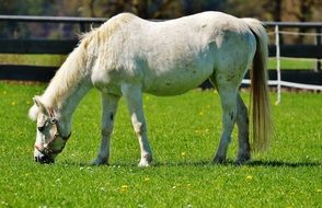 perfect beautiful white Horse