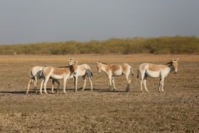 donkeys in the wild in India