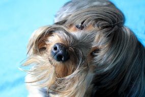 cute dog's hairy face