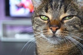 fascinating Cat