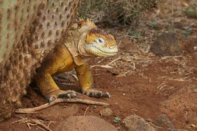 Cactus Galapagos Iguana