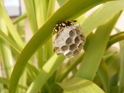 Bee in Nest