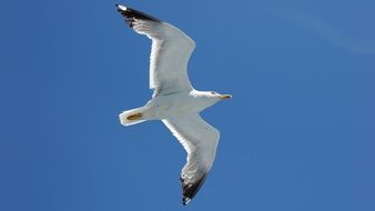 Seagull flying in a sky