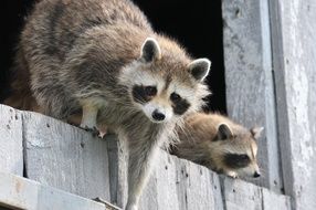 two raccoons climb over the fence