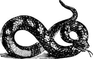 angry snake, black and white drawing