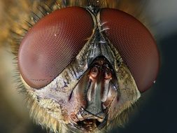macro photo of insect's eye