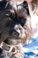 Dog Hybrid animal portrait
