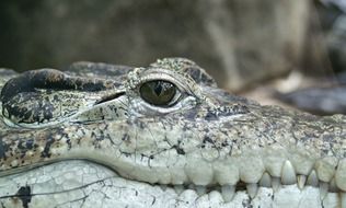 green crocodile head