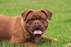 brown mastiff on the green grass