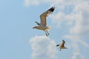 white seagulls in flight on a sunny day