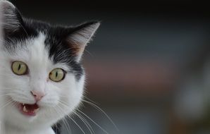 funny cat with opened mouth