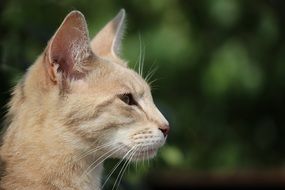 cat head on green background
