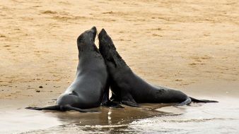 Relationalship between seals