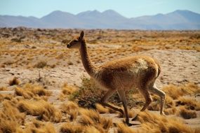 guanaco in Atacama desert