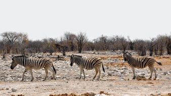 Zebra Africa Namibia desert