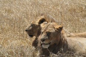 lion family in dry grass in Tanzania