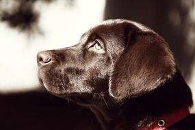 profile portrait of a brown labrador