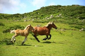 Horses Landscape