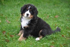 poppy of a bernese mountain dog