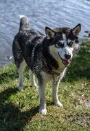 Happy husky dog