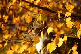 cat in Golden foliage