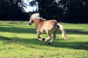 exceptional Horse Running