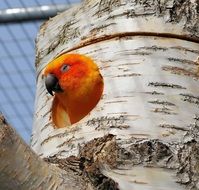 yellow parrot in cage