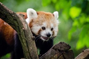 panda on a tree trunk