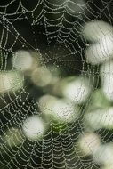 cobweb after rain