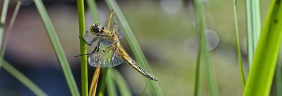 banner with dragonfly