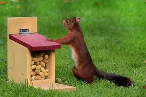 foraging squirrel near the feed box