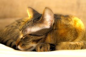 sleeping tabby cat