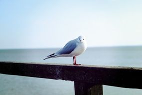 seagull on the pier railing