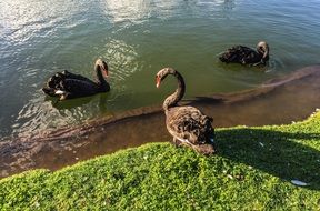 Black swans in the lake
