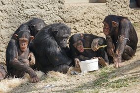 Primates Apes Relax