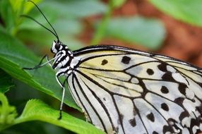 macro photo of a delicate black and white butterfly