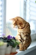 Bengali cat looking in a window