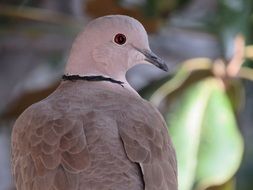 perfect beautiful Pigeon