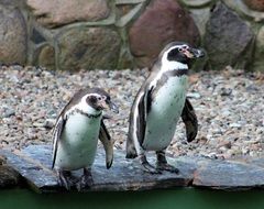 penguins on a stone